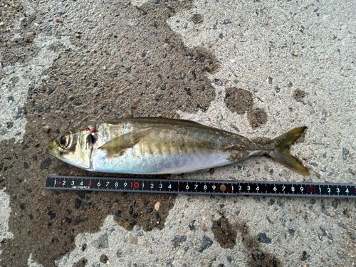 マルアジの釣果