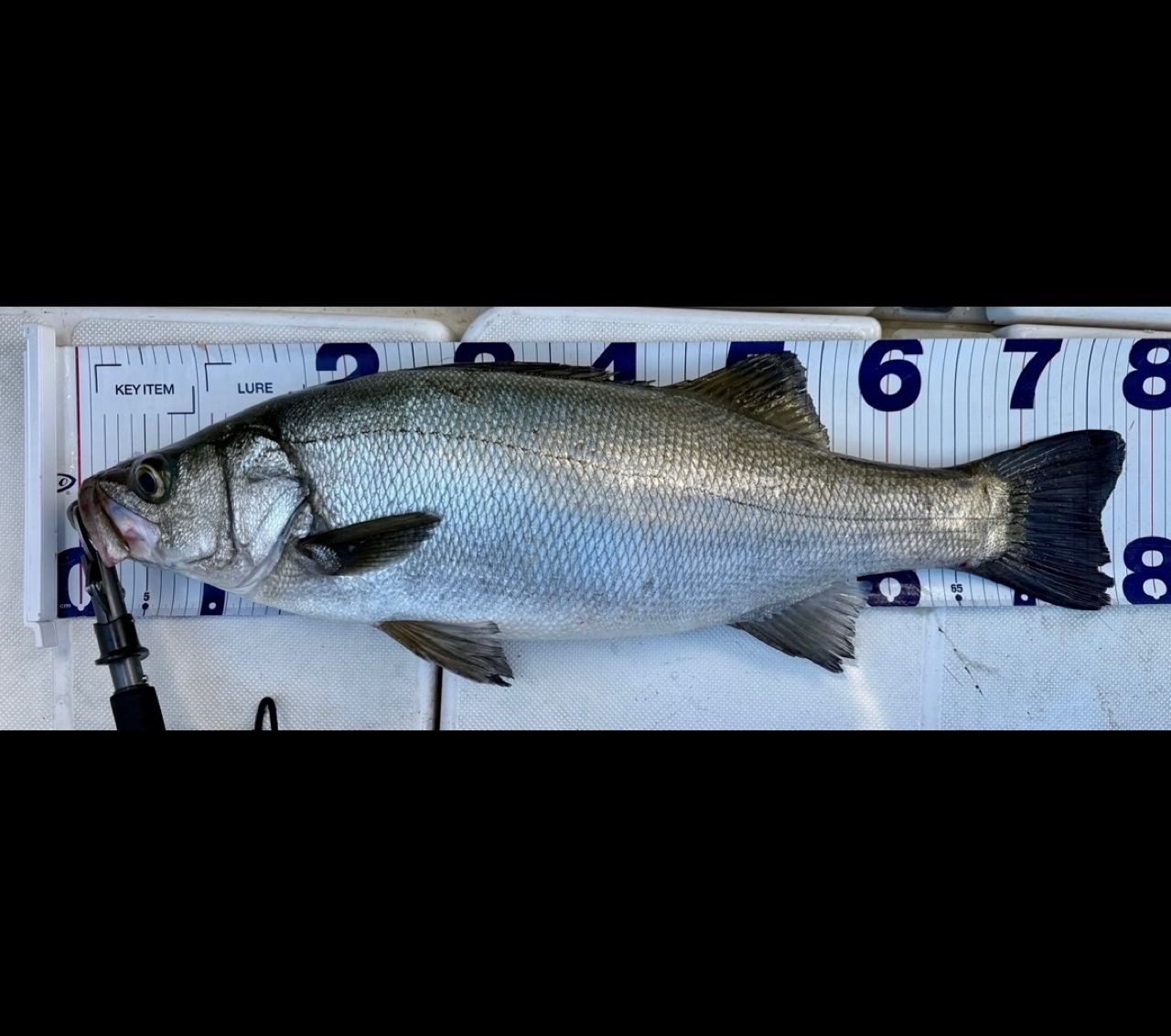 AbuGarcia ズームサファリ ZMSC-665Mの最安値・インプレ・釣果 | 本音