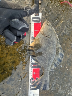 カワガレイの釣果