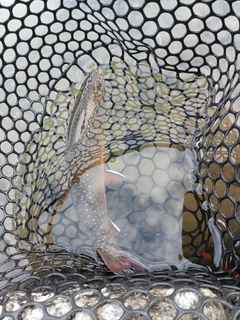 ブルックトラウトの釣果