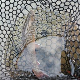 ブルックトラウト