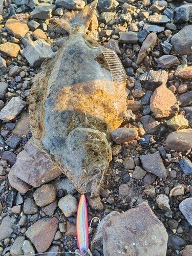 ヒラメの釣果