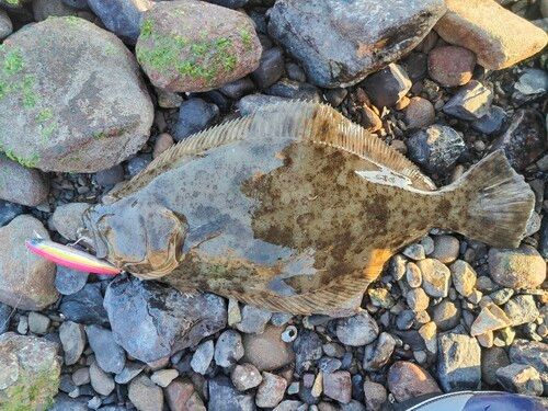 ヒラメの釣果