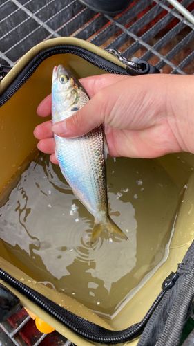 尼崎市立魚つり公園