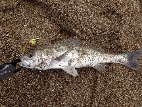 フッコ（マルスズキ）の釣果