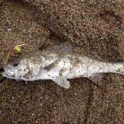 フッコ（マルスズキ）