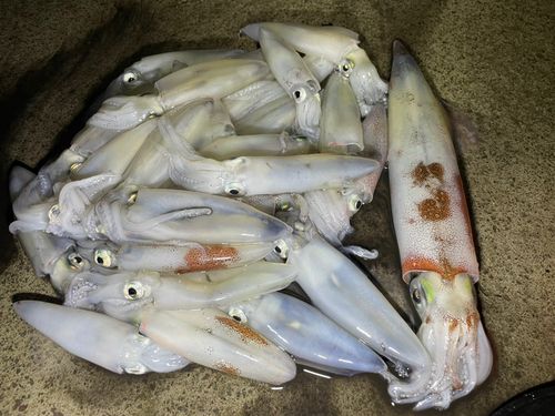 ヤリイカの釣果