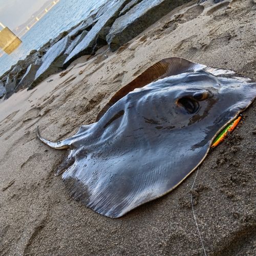 アカエイの釣果