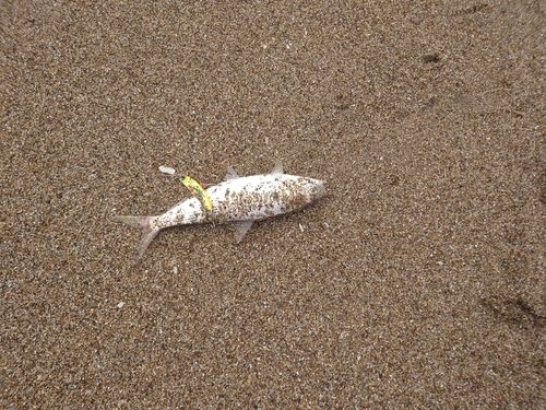 コノシロの釣果