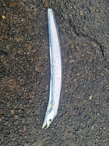 タチウオの釣果