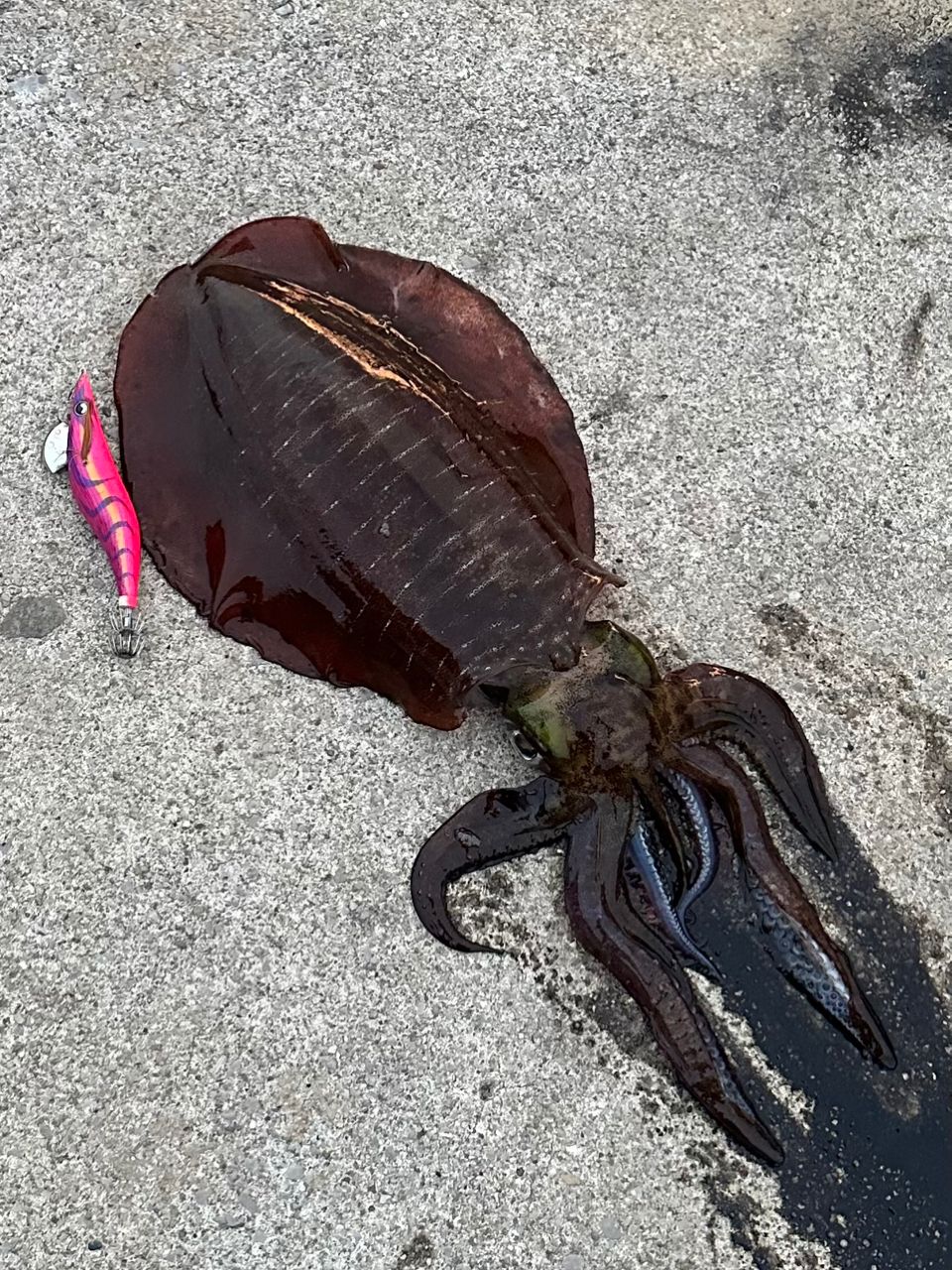 DAIWA 21エメラルダス ストイスト RT 84Mの最安値・インプレ・釣果