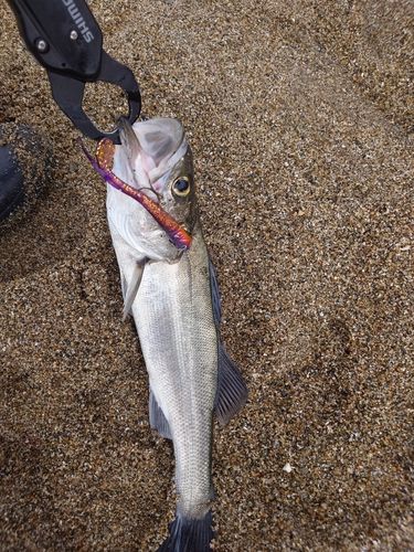 フッコ（マルスズキ）の釣果