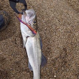 フッコ（マルスズキ）