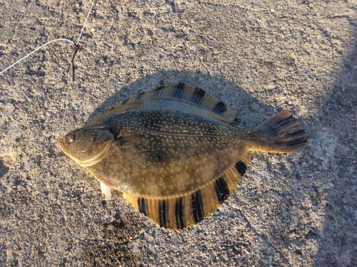 カレイの釣果