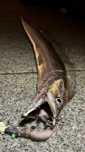 タチウオの釣果