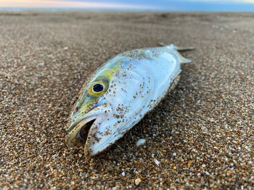 コゾクラの釣果