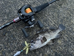 クロソイの釣果