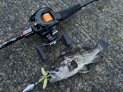 クロソイの釣果