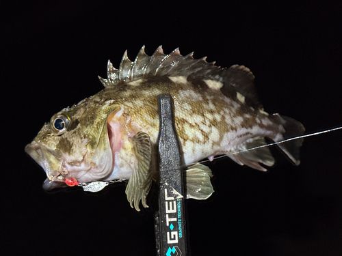 カサゴの釣果