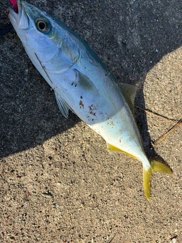 ツバイソの釣果