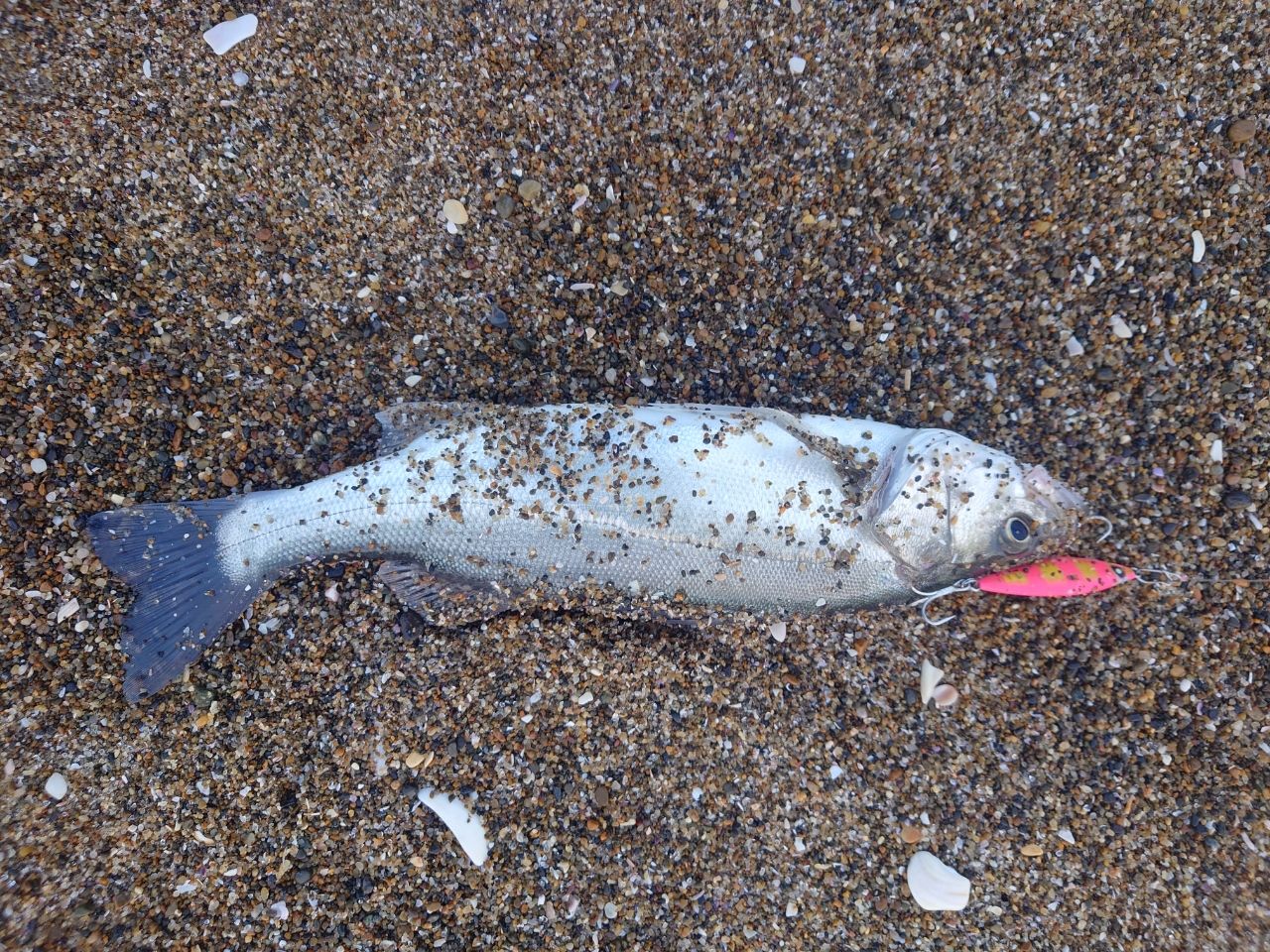 フッコ（マルスズキ）