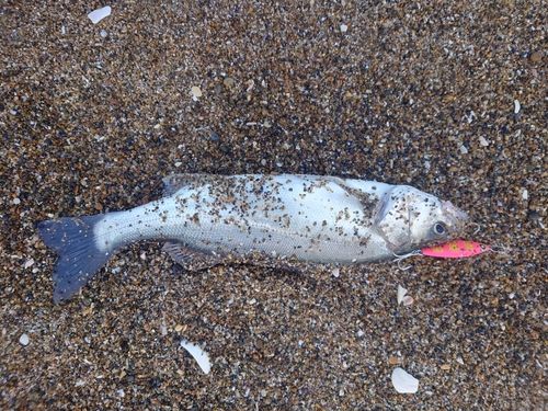 フッコ（マルスズキ）の釣果