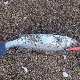 フッコ（マルスズキ）