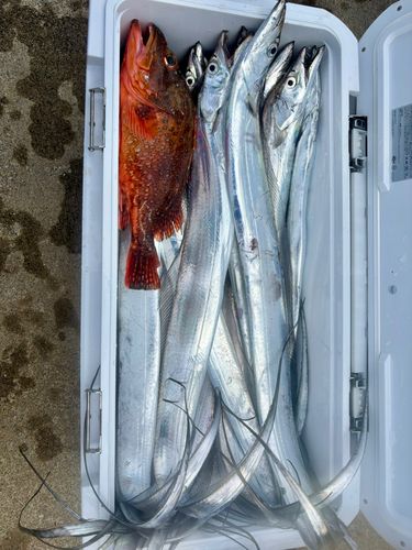 タチウオの釣果