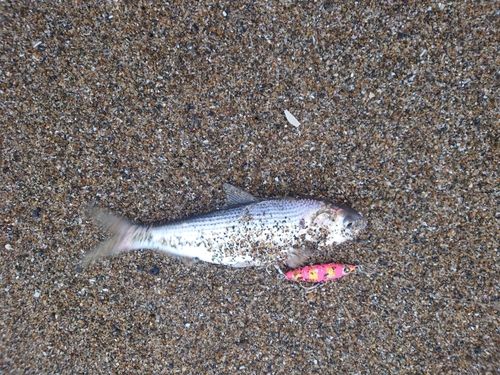 コノシロの釣果