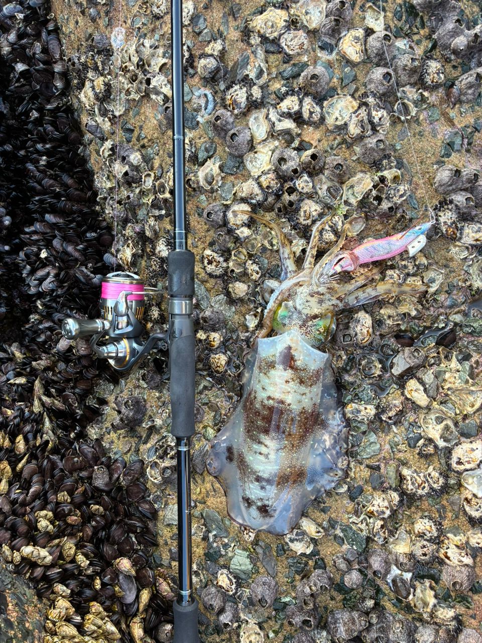 YAMAGA Blanks メビウス 86Mの最安値・インプレ・釣果 | 本音の口コミ