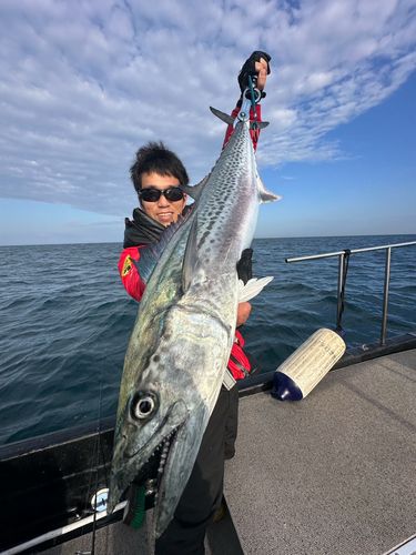 サワラの釣果