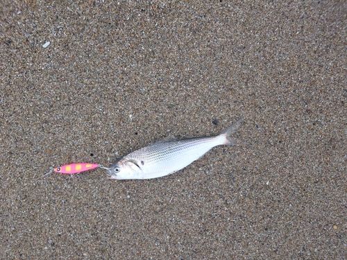 コノシロの釣果