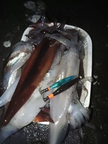 スルメイカの釣果