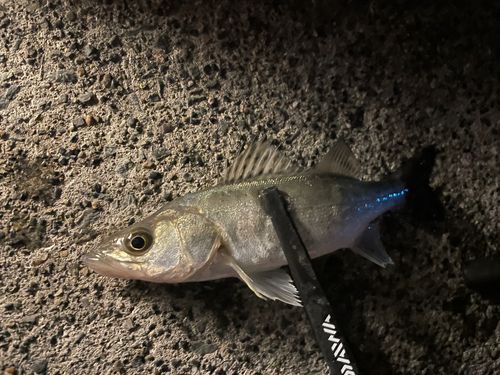 マイワシの釣果