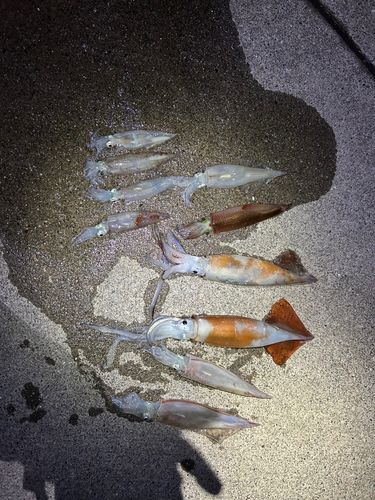 イカの釣果