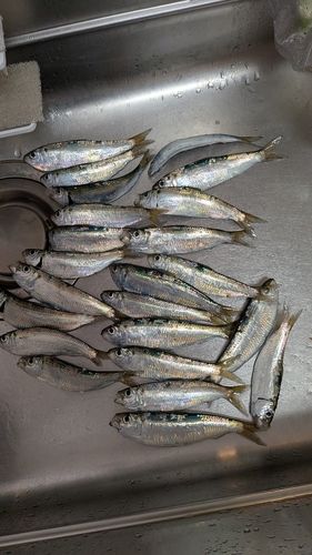 ママカリの釣果