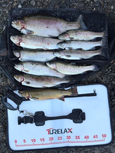 ニジマスの釣果