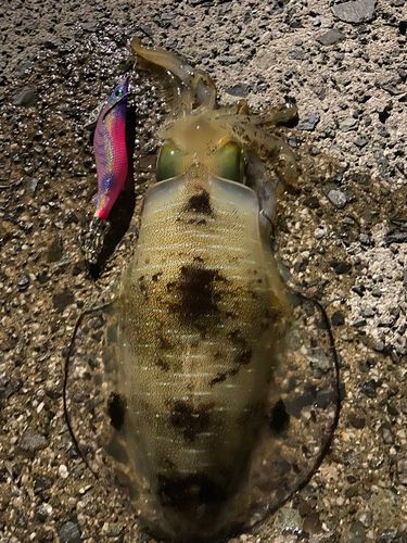 アオリイカの釣果