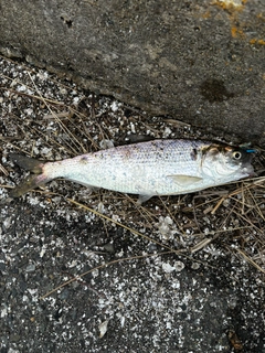 コノシロの釣果