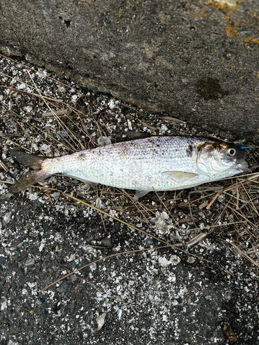 コノシロの釣果