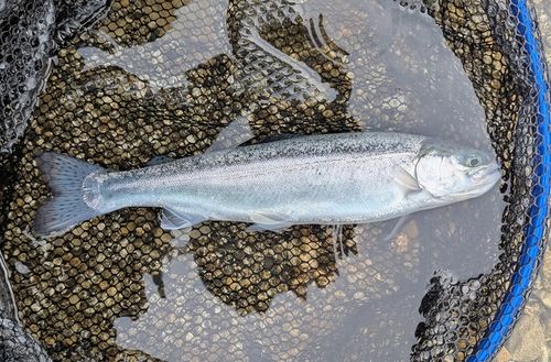 ニジマスの釣果