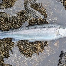 レインボートラウト