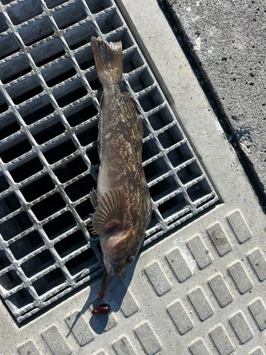 アイナメの釣果