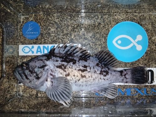 クロソイの釣果