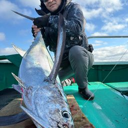 ビンチョウマグロ