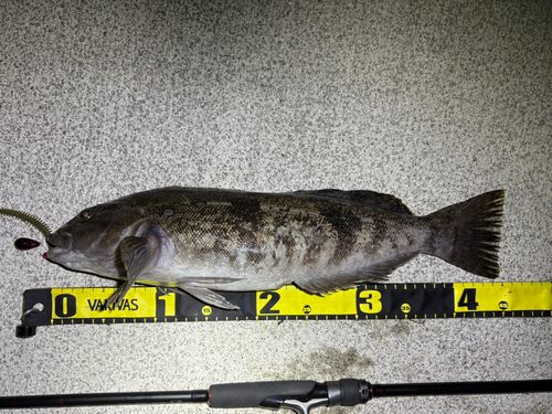 アイナメの釣果