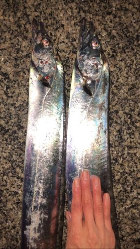 東京湾（アクアライン〜富津）