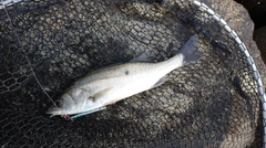 セイゴ（マルスズキ）の釣果
