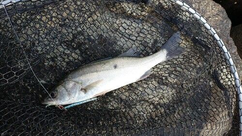 セイゴ（マルスズキ）の釣果