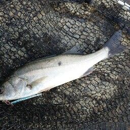 セイゴ（マルスズキ）